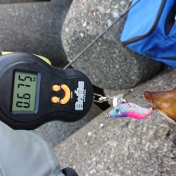 ようやく複数釣果